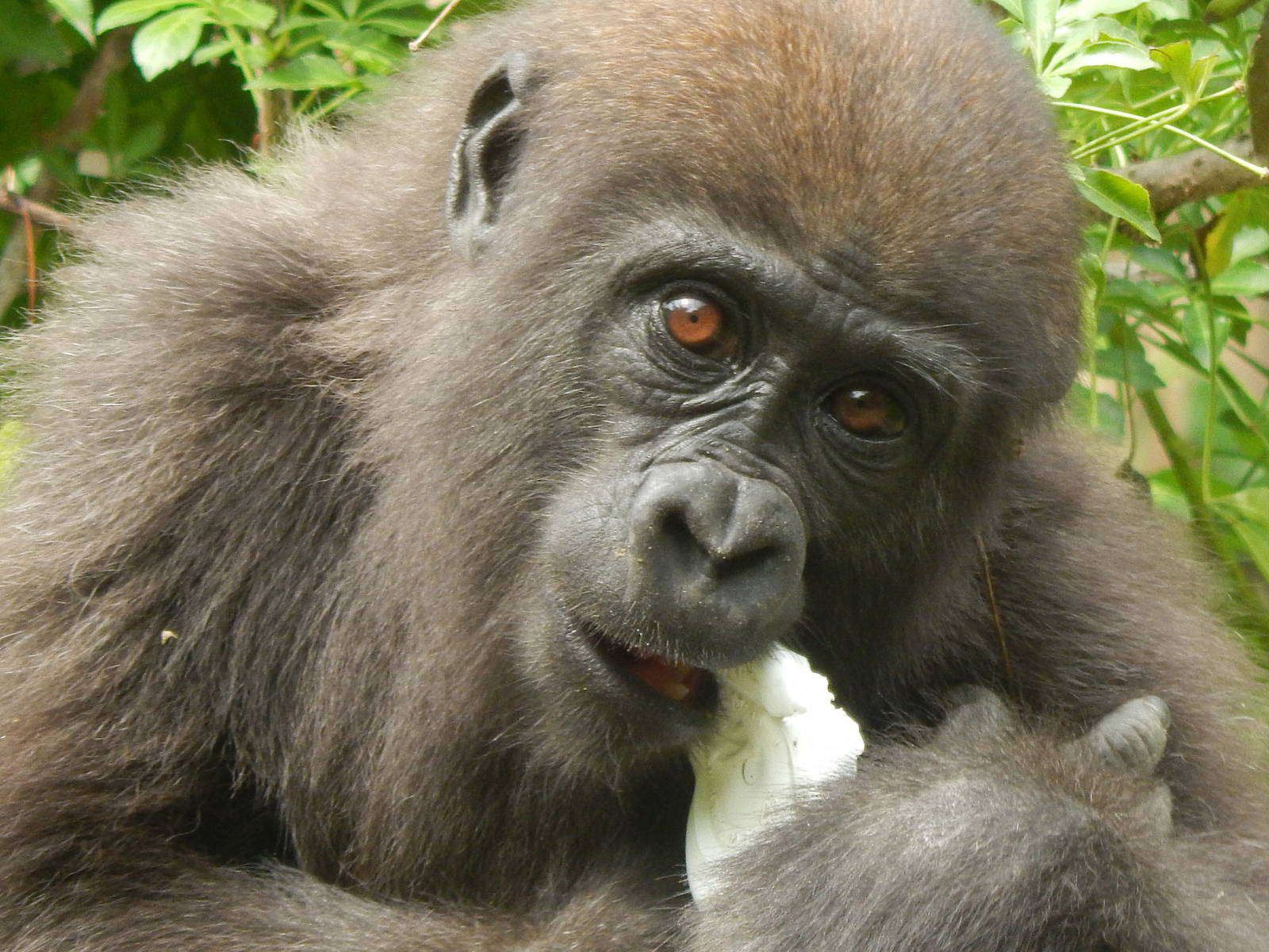 Jun. 2014 - Gorilla World - Baby Gladys