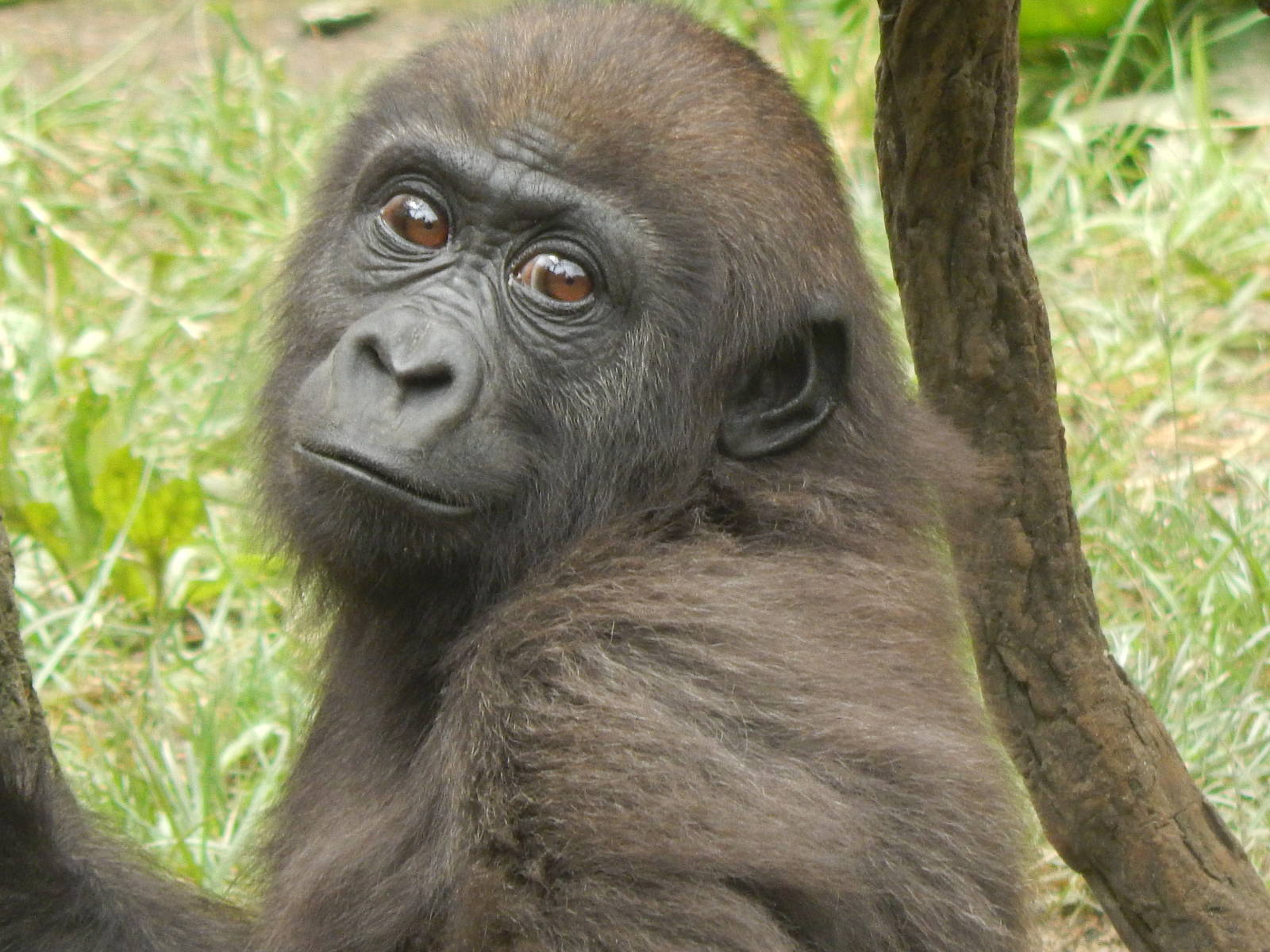 Jun. 2014 - Gorilla World - Baby Gladys