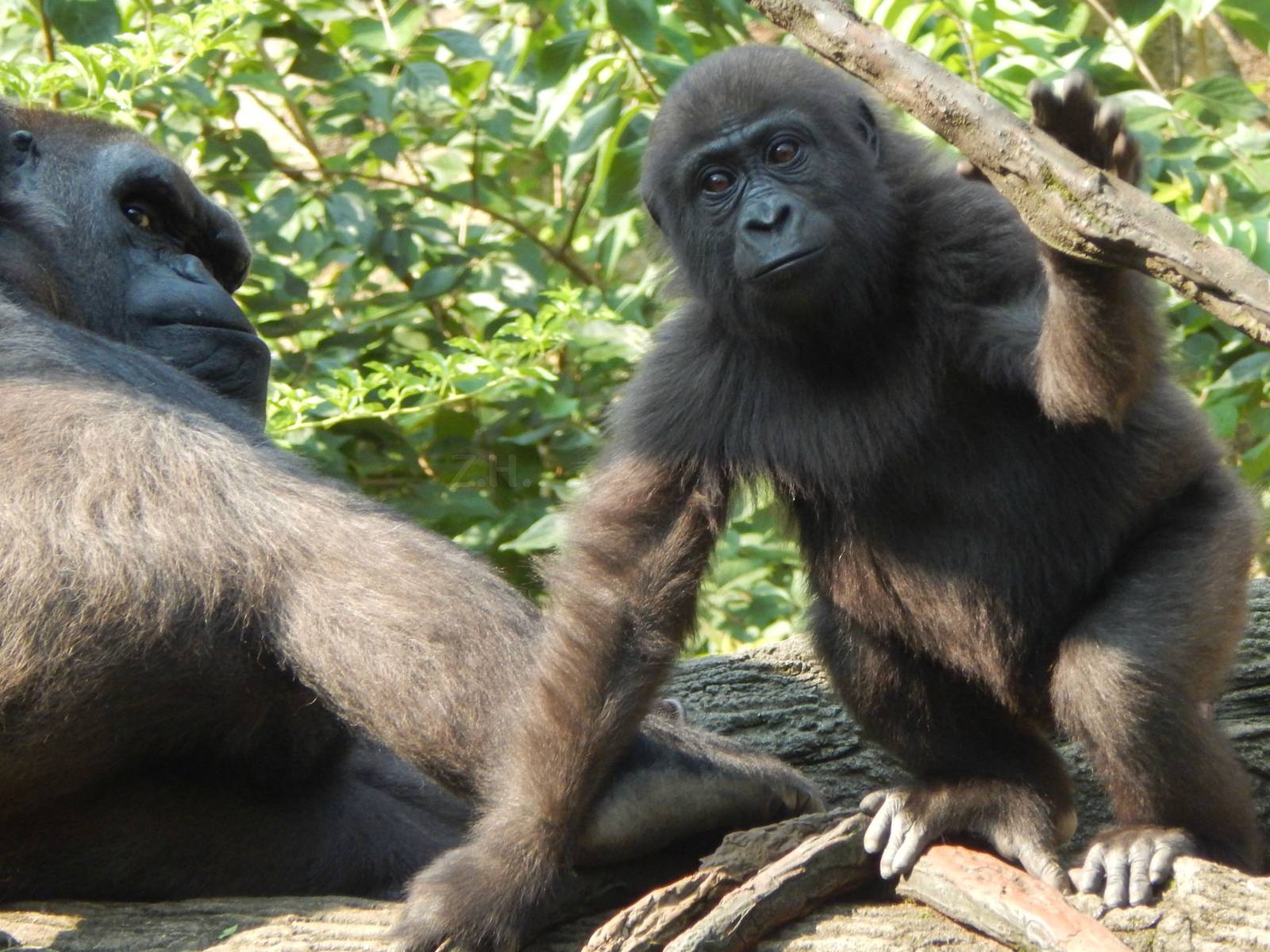 Jun. 2014 - Gorilla World - M'linzi + Gladys