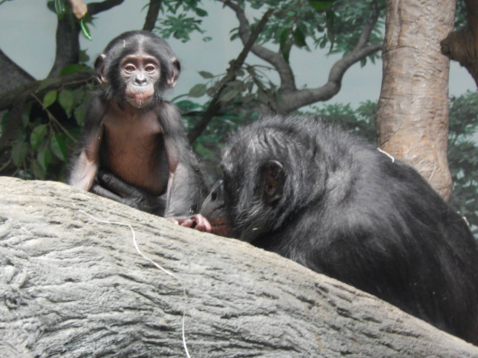 Jun. 2014 - Jungle Trails - Belle + Lisa