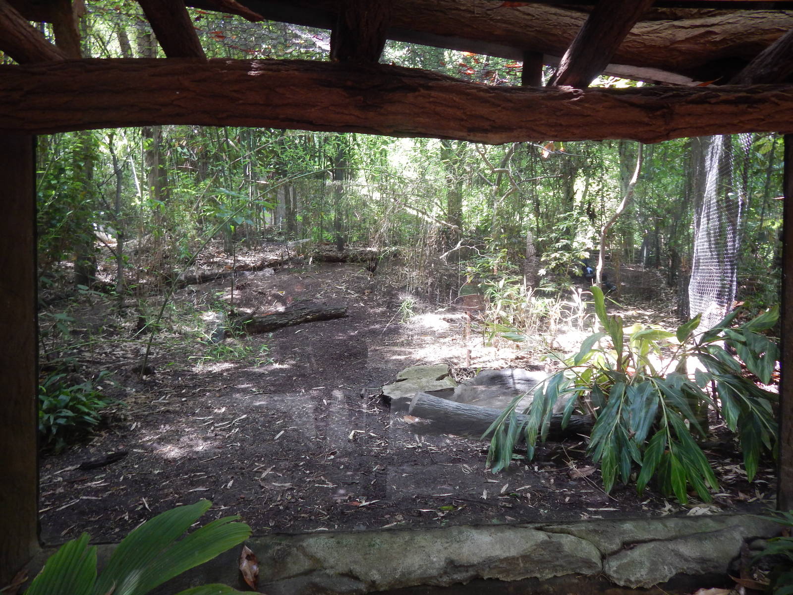 Jun. 2014 - Jungle Trails - Temporary Victoria Crowned Pigeon + White-naped