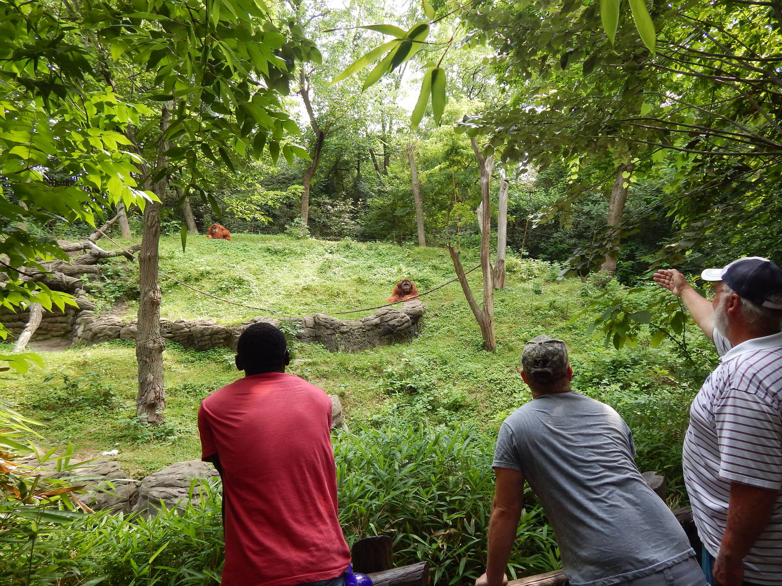 Jun. 2014 - Jungle Trails - Viewing Henry + Lana