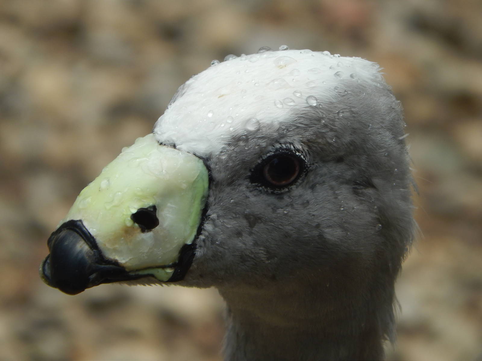 Jun. 2014 - Kea Encounter - Cape Barren Goose