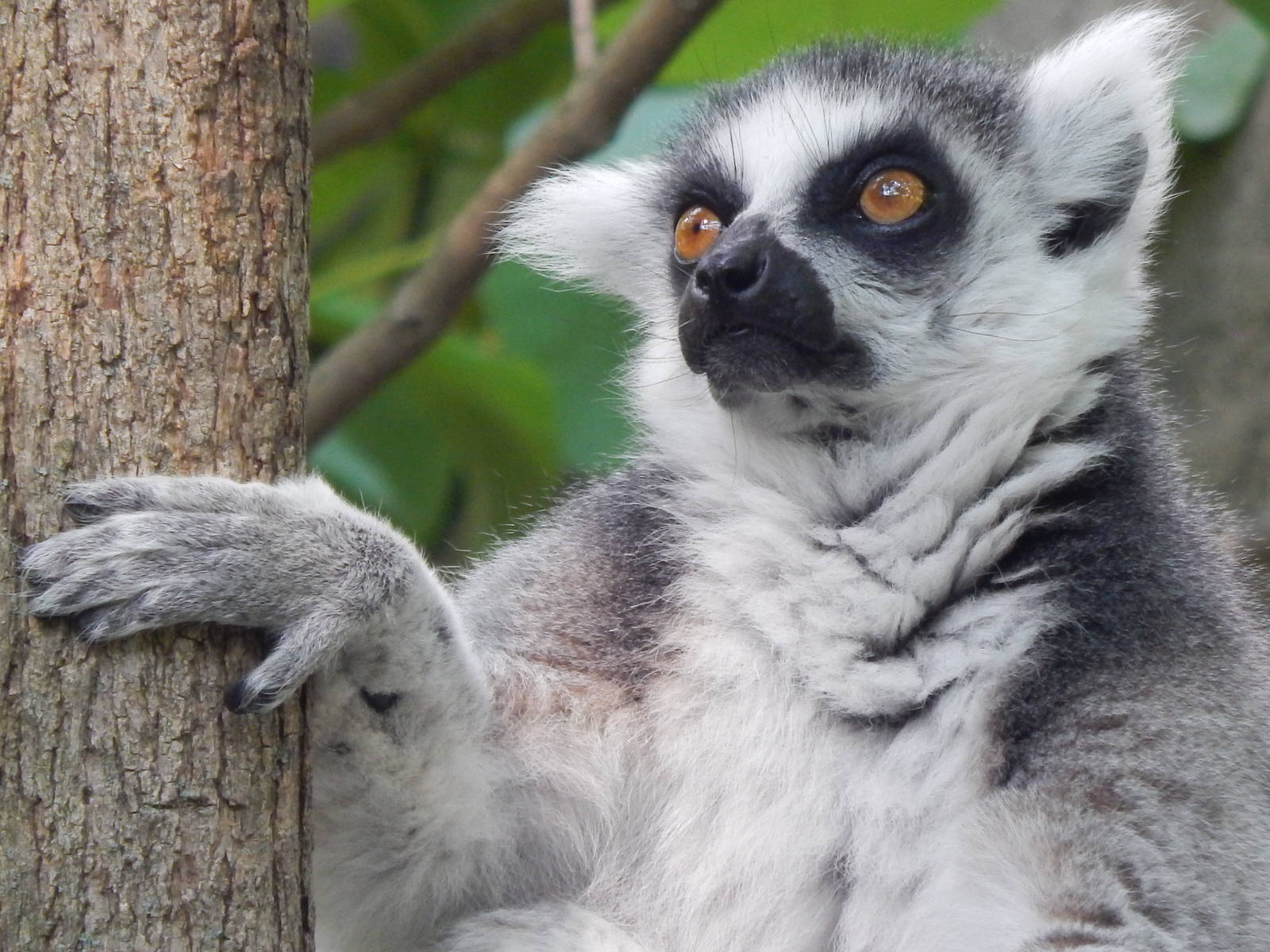 Jun. 2014 - Lemur Lookout - Ring-tailed Lemur