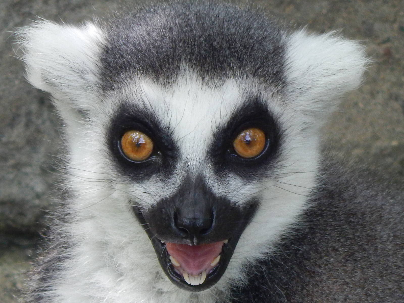 Jun. 2014 - Lemur Lookout - The Scariest Photo I've Ever Taken...