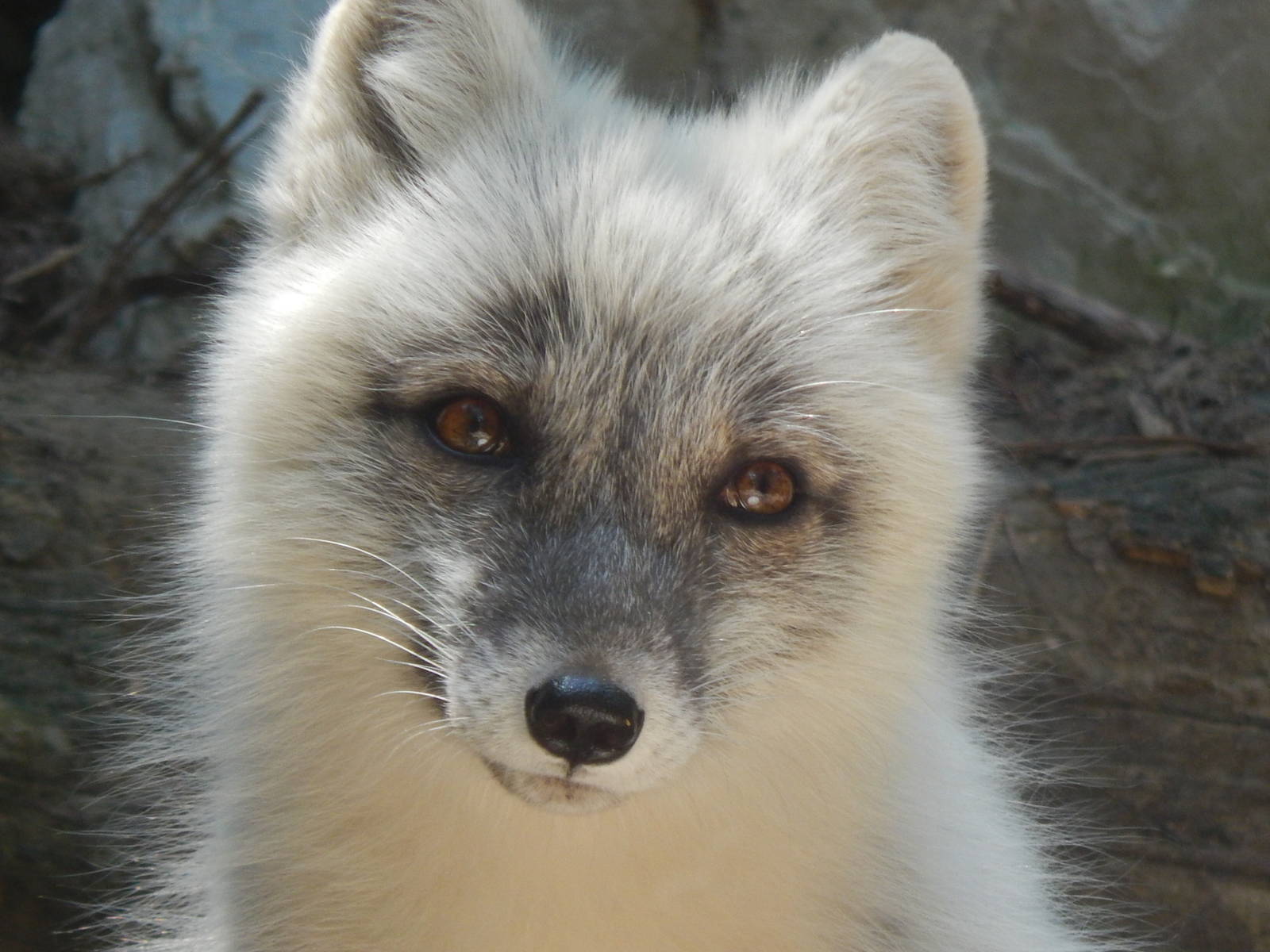 Jun. 2014 - Lords of the Arctic - Arctic Fox Portrait