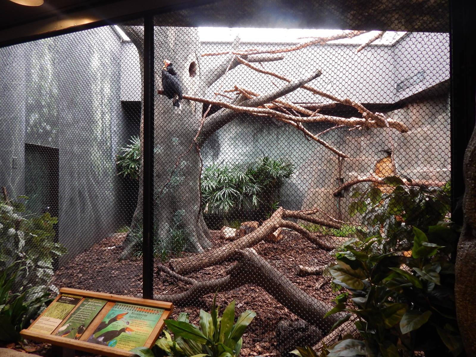 Jun. 2014 - Mahler Aviary - Rhinoceros Hornbill Exhibit