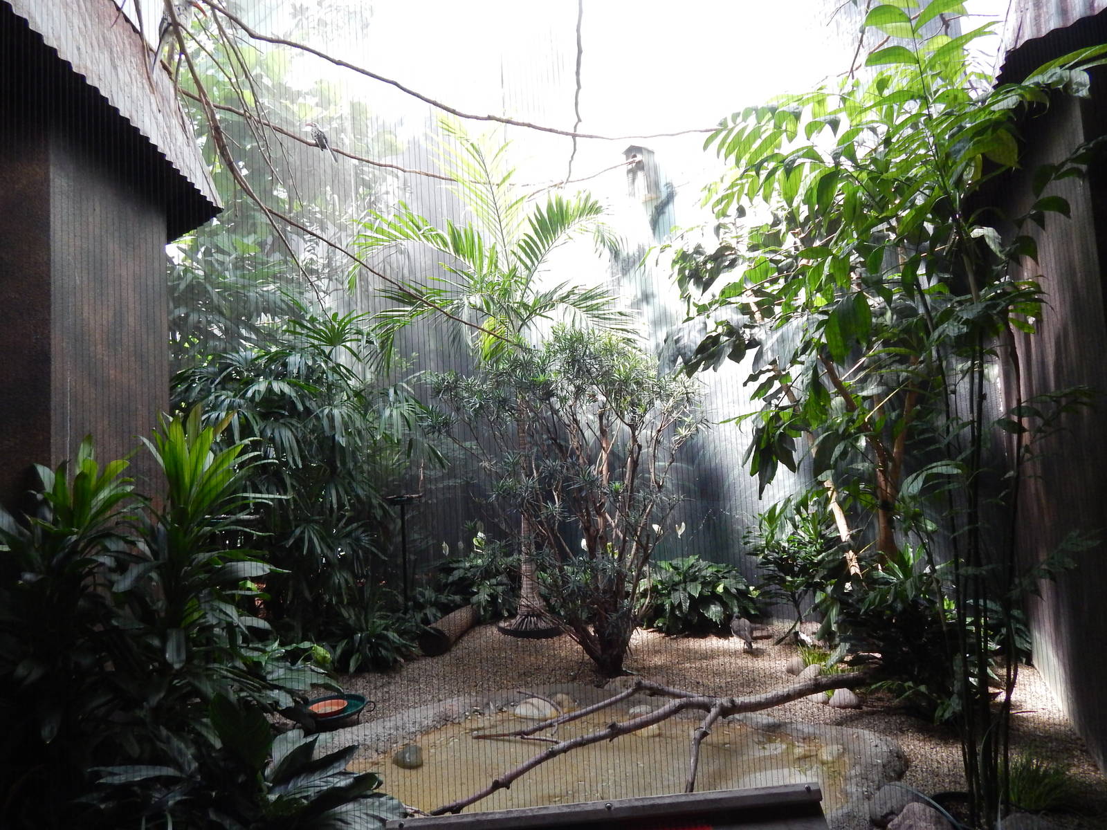 Jun. 2014 - Mahler Family Aviary - American Oystercatcher + Red-billed Horn