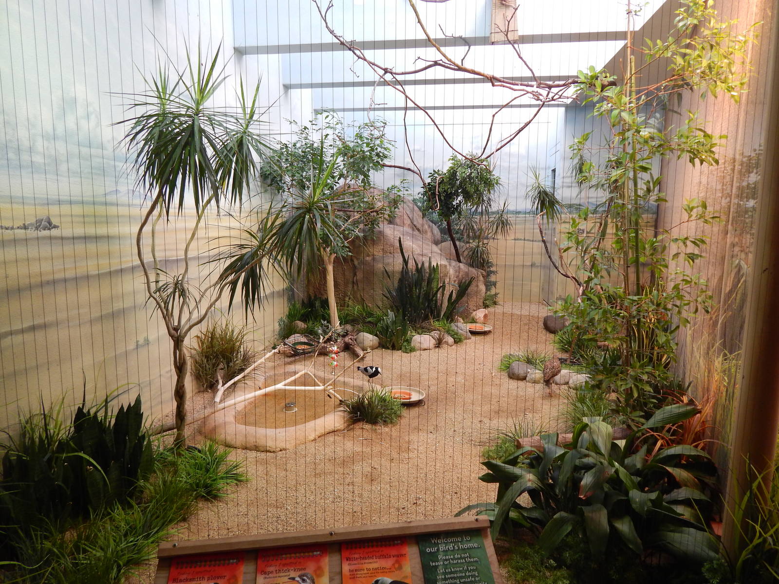 Jun. 2014 - Mahler Family Aviary -  Blacksmith Plover + Cape Thick Knee + W