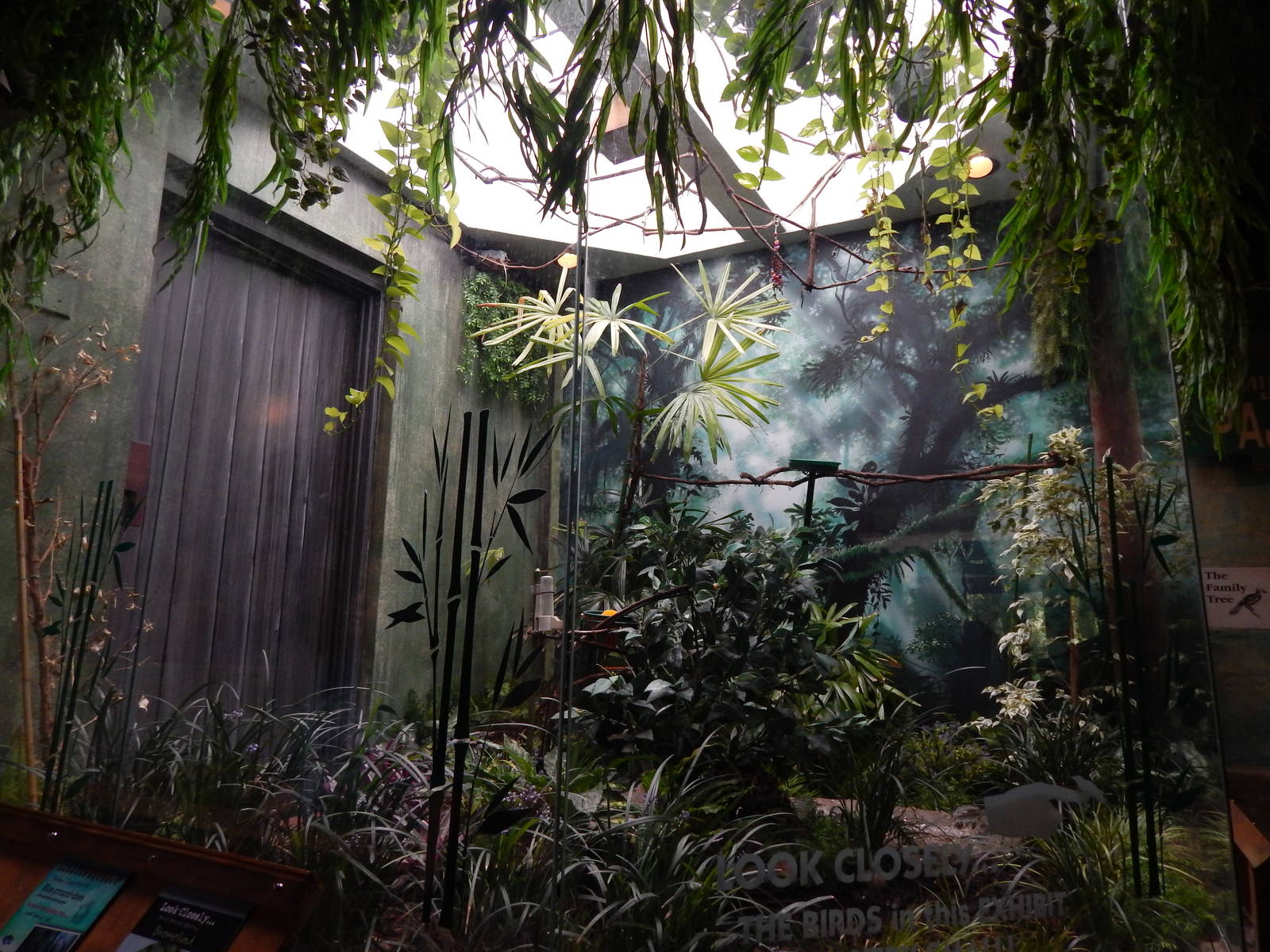 Jun. 2014 - Mahler Family Aviary - Blue Ground Dove + Red-legged Honeycreep