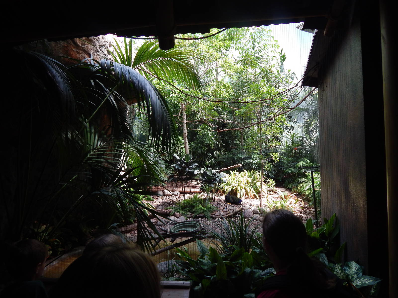 Jun. 2014 - Mahler Family Aviary - Congo Peafowl + Blue-billed Roller + Lad