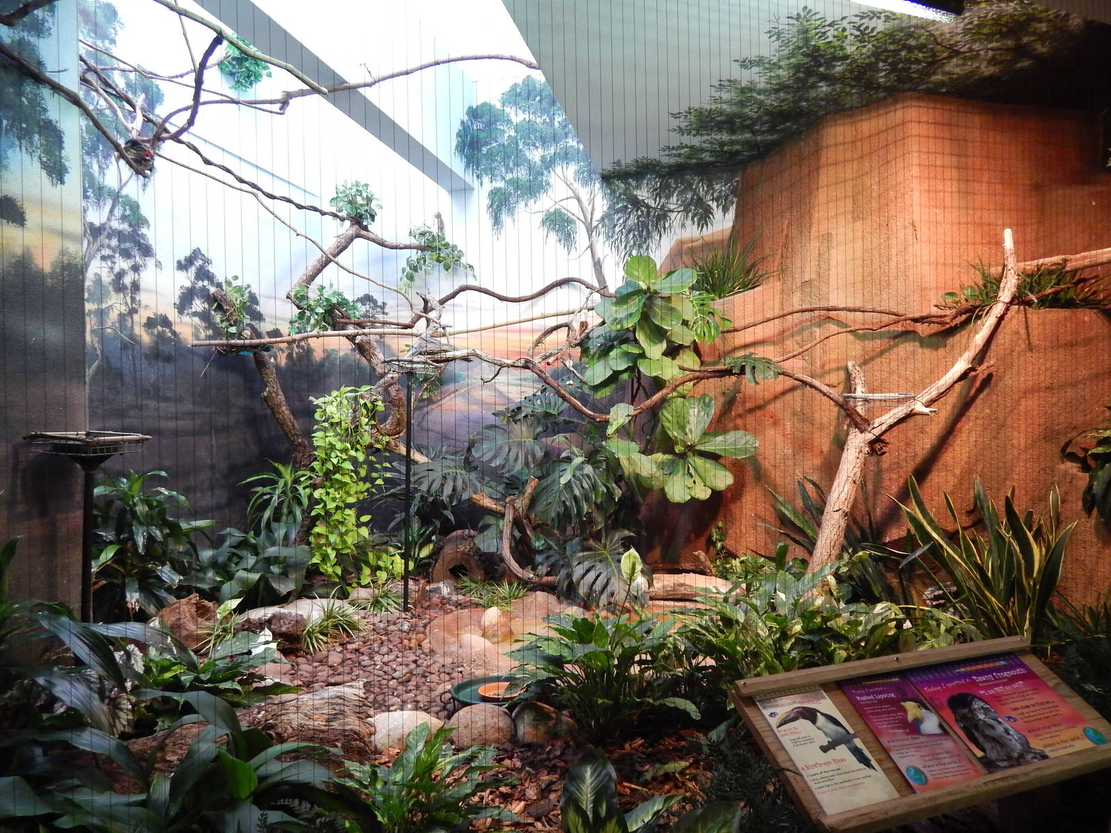 Jun. 2014 - Mahler Family Aviary - Green Aracari + Masked Lapwing + Tawny F