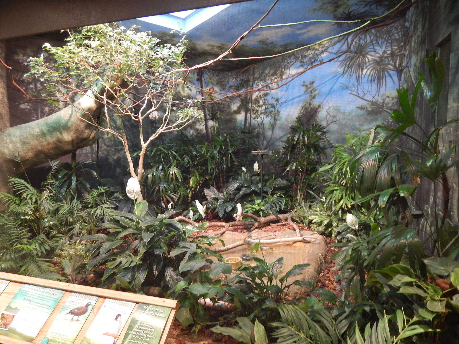 Jun. 2014 - Mahler Family Aviary - Guam Kingfisher + Laysan Teal + White-ch