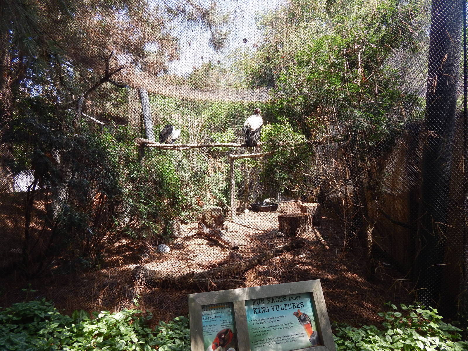 Jun. 2014 - Mahler Family Aviary - King Vulture Exhibit