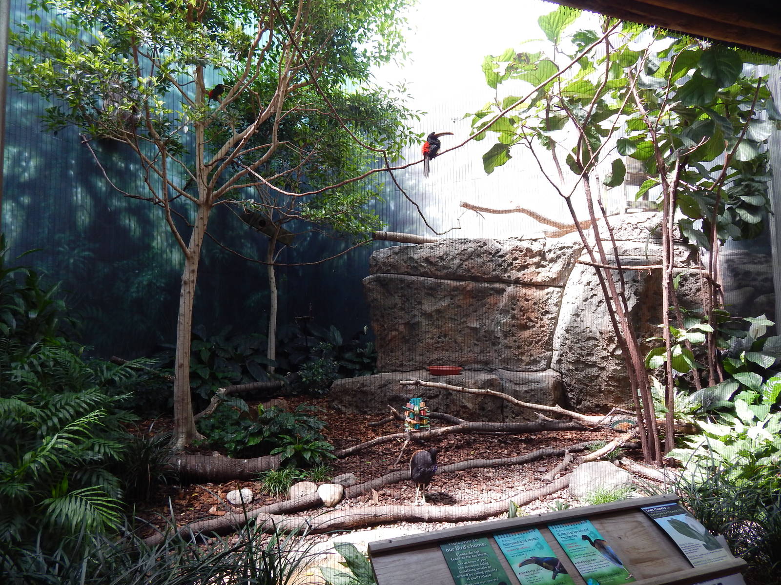 Jun. 2014 - Mahler Family Aviary - Pale-mandibled Aracari + Grey-winged Tru