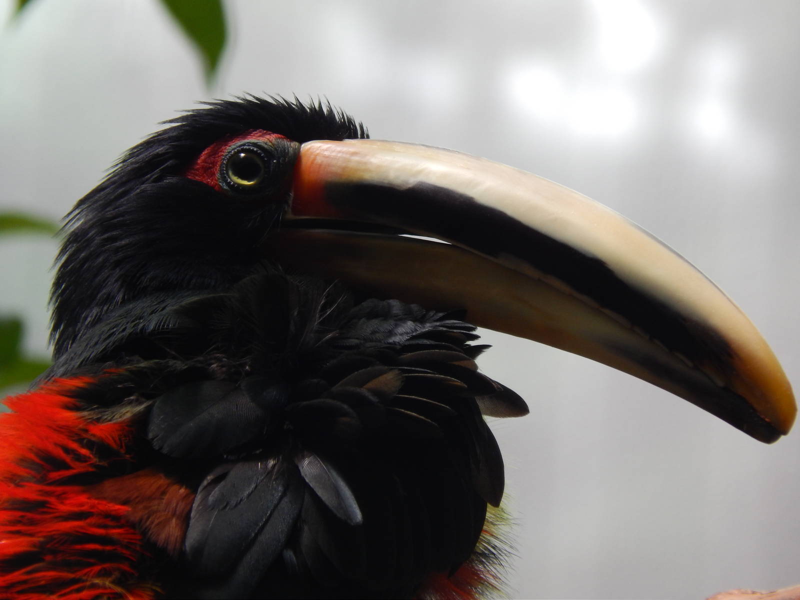 Jun. 2014 - Mahler Family Aviary - Pale-mandibled Aracari