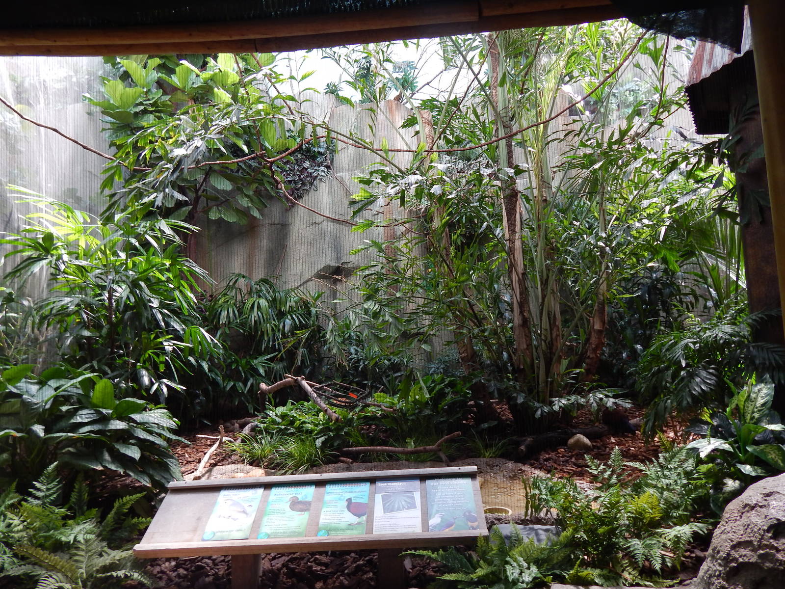 Jun. 2014 - Mahler Family Aviary - Perkin Robin + Madagascar Teal + Green-n