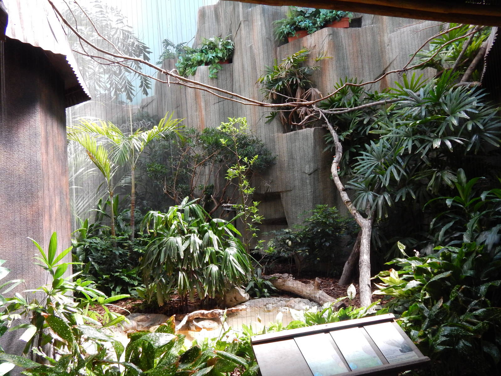 Jun. 2014 - Mahler Family Aviary - Plush-crested Jay + White-faced Whistlin