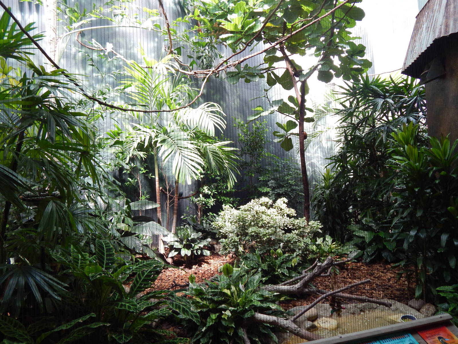 Jun. 2014 - Mahler Family Aviary - Rainforest Exhibit (4)