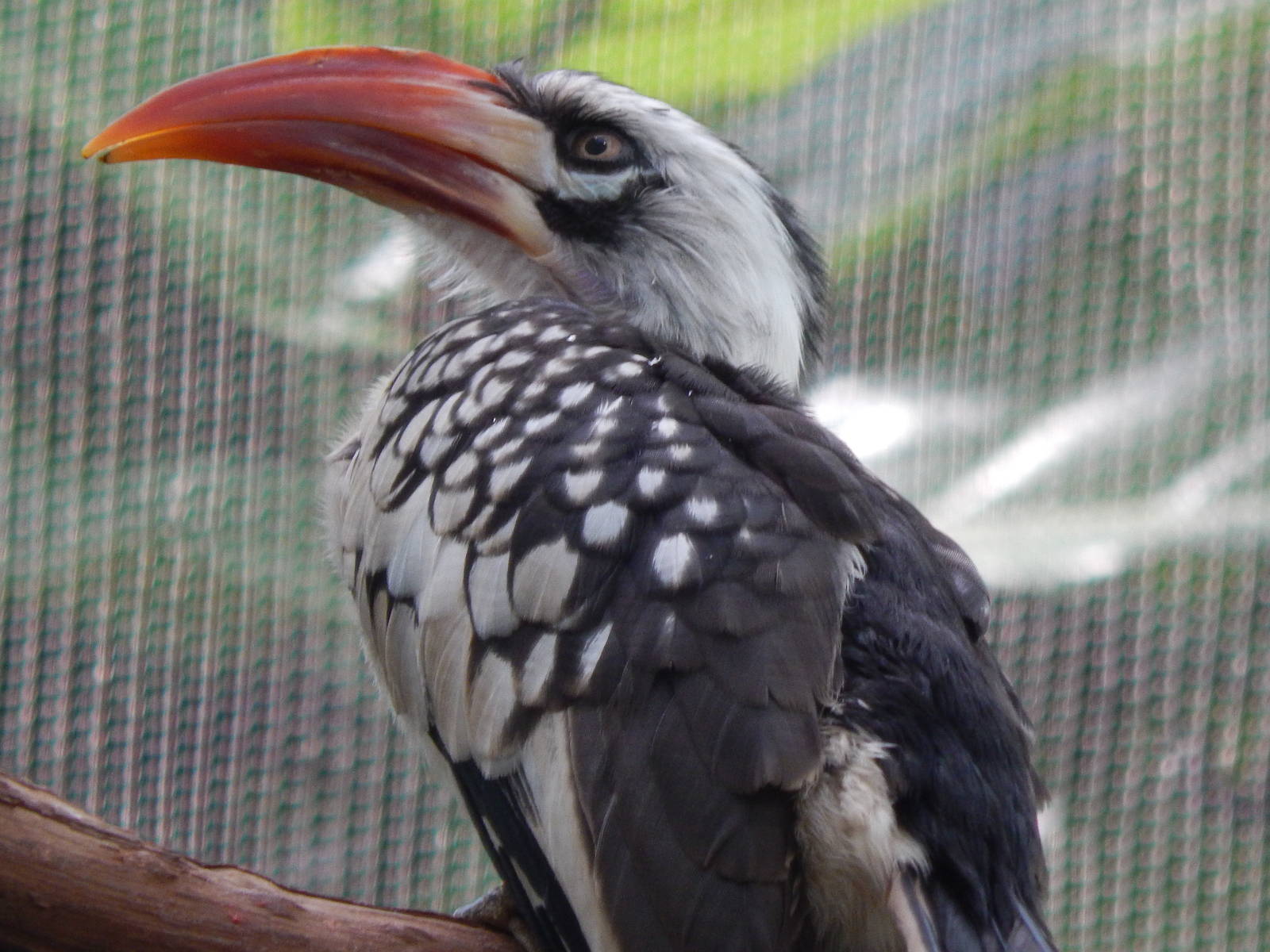 Jun. 2014 - Mahler Family Aviary - Red-billed Hornbill