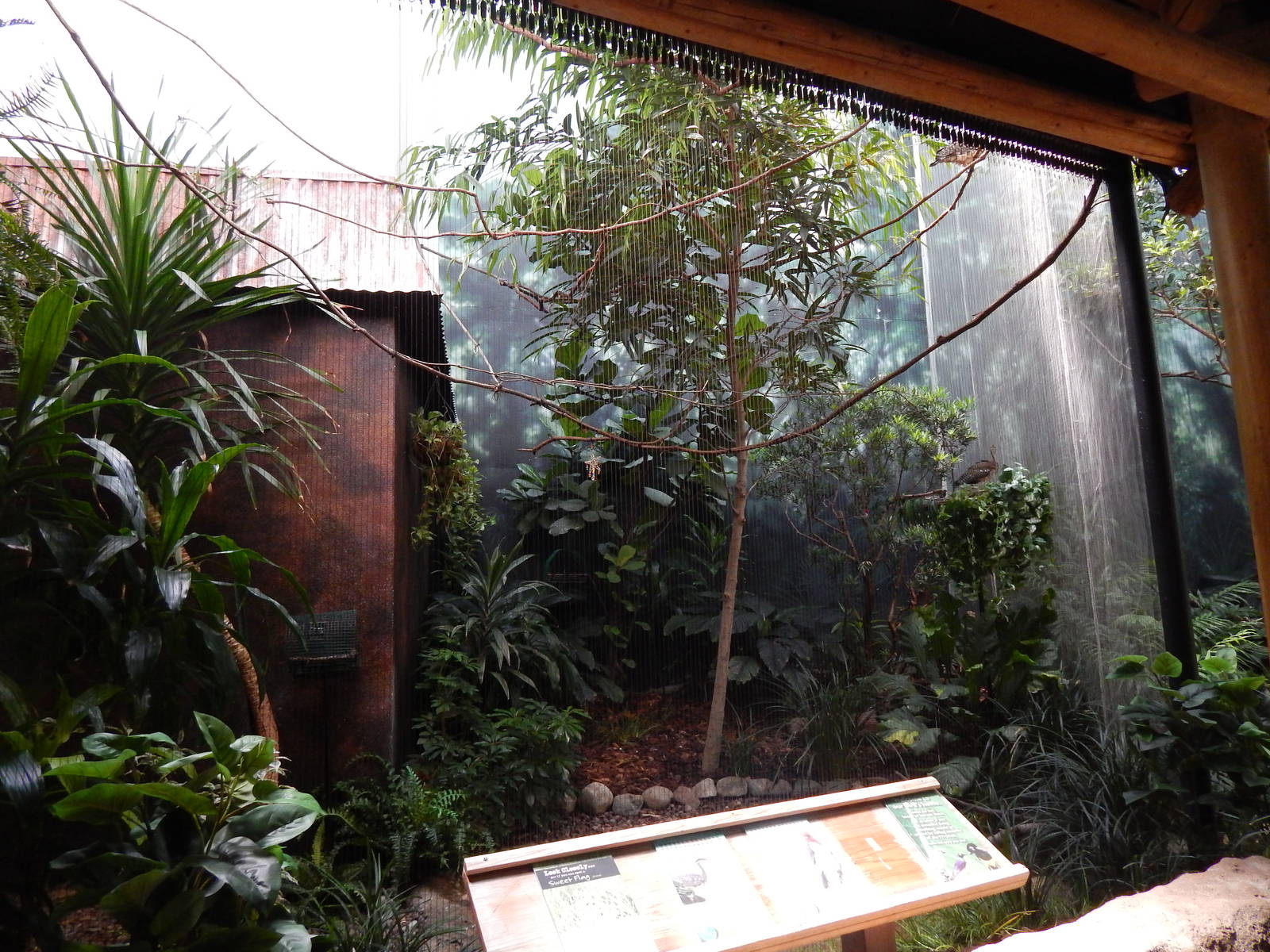 Jun. 2014 - Mahler Family Aviary - Red-crested Cardinal + Sunbittern Exhibi