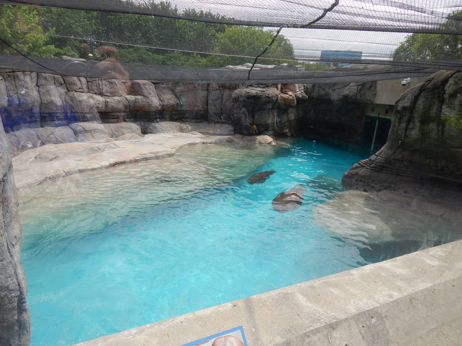 Jun. 2014 - Marine Mammals - Pacific Walrus Exhibit