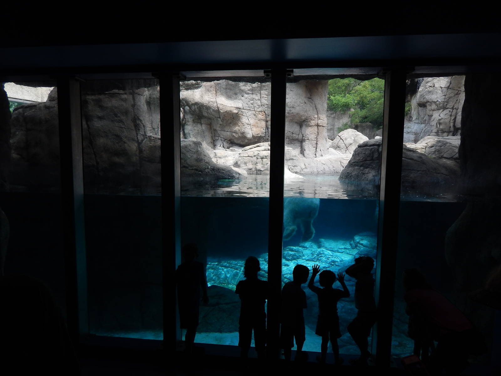 Jun. 2014 - Marine Mammals - Polar Bear Underwater Viewing