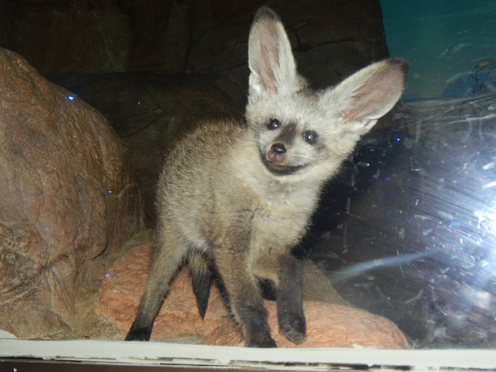 Jun. 2014 - Night Hunters - Bat-eared Fox Kit