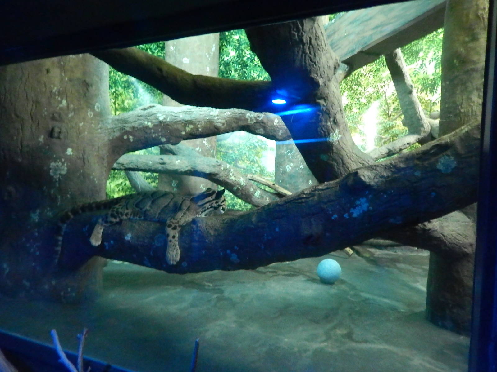 Jun. 2014 - Night Hunters - Clouded Leopard Exhibit