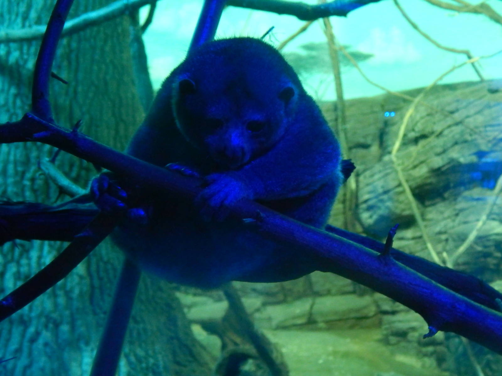 Jun. 2014 - Night Hunters - Potto