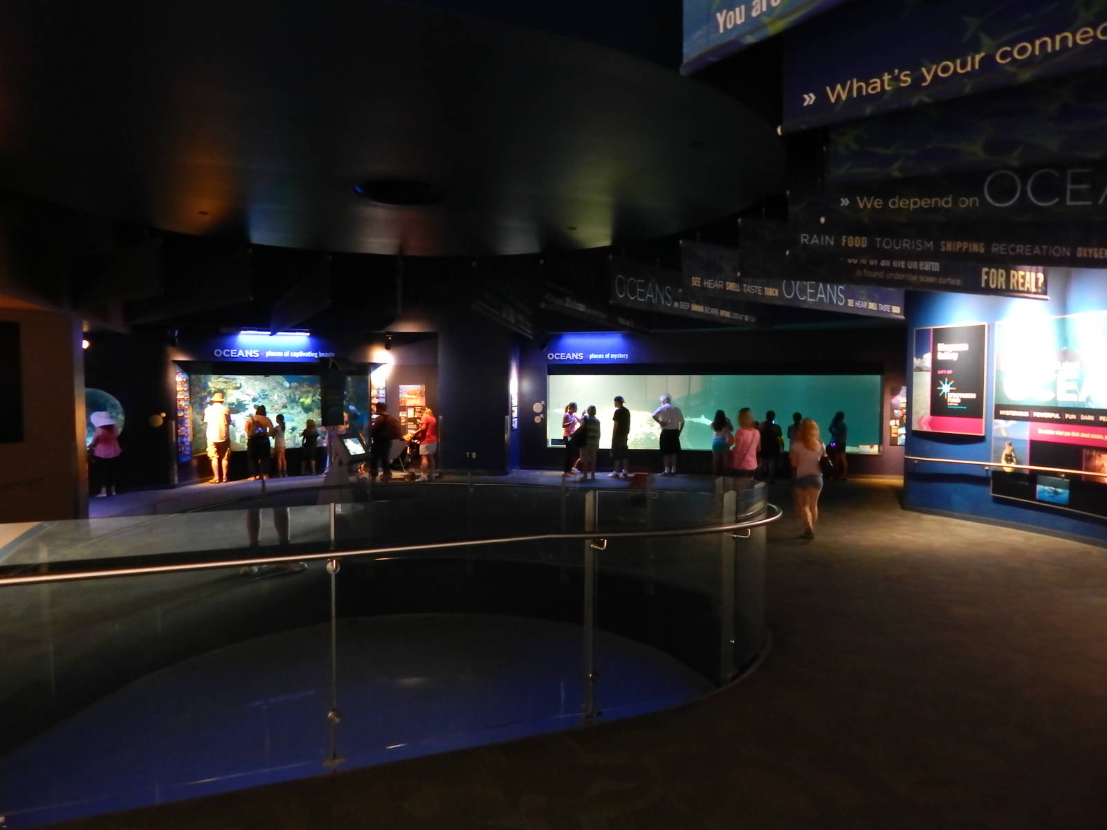 Jun. 2014 - Oceans - (3 Tanks - 23 Species)