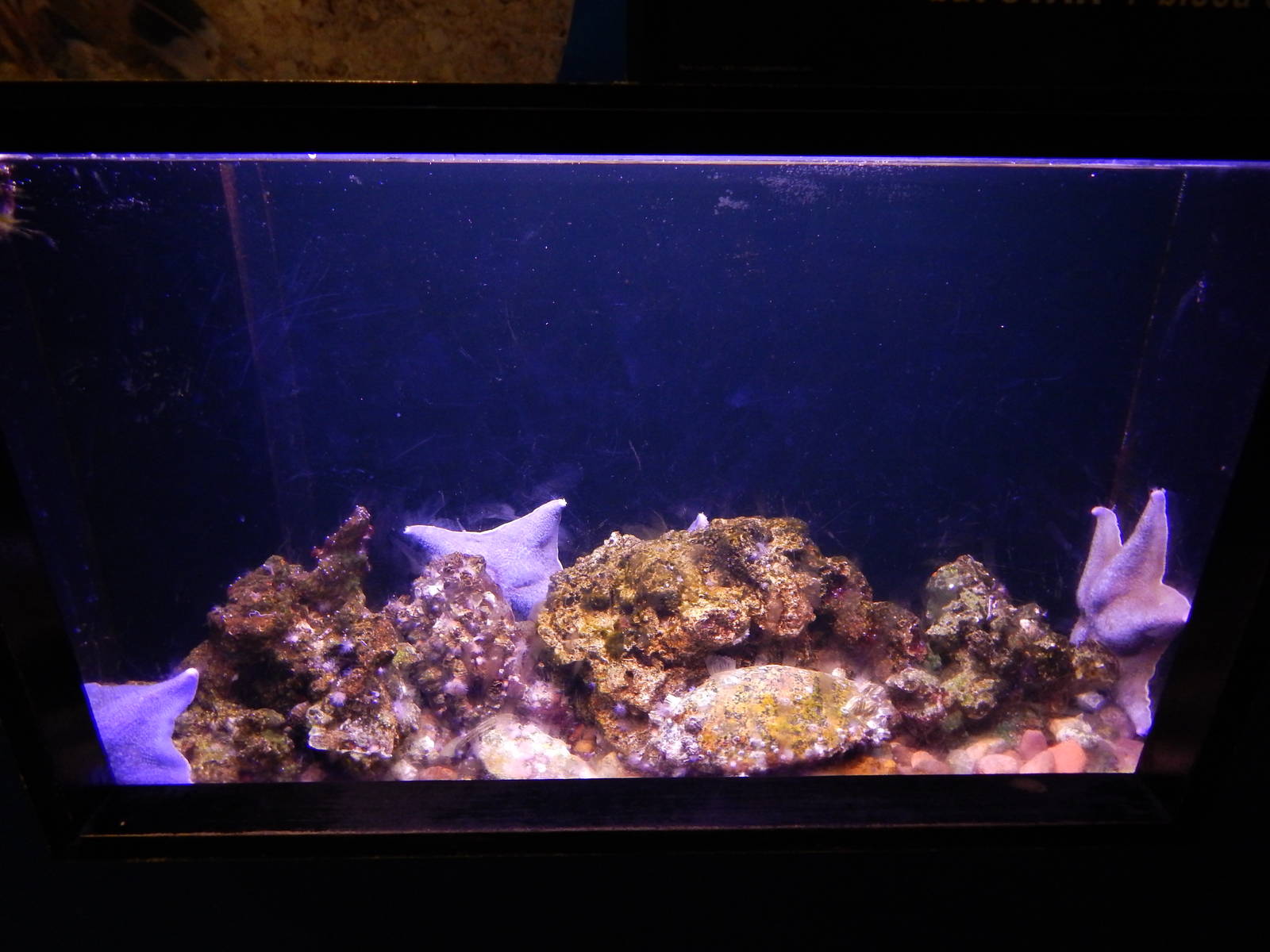 Jun. 2014 - Oceans - Bat Star + Blood Star Exhibit