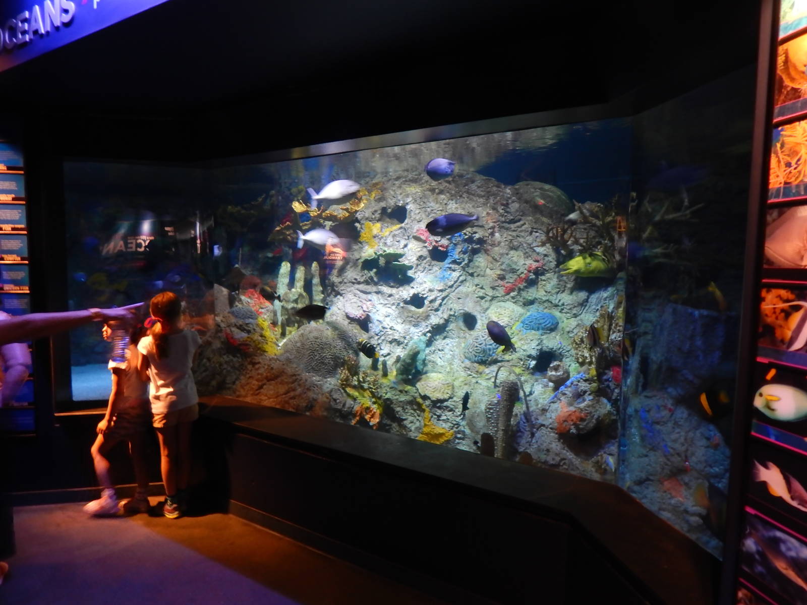 Jun. 2014 - Oceans - Coral Reef Tank (18 Species)