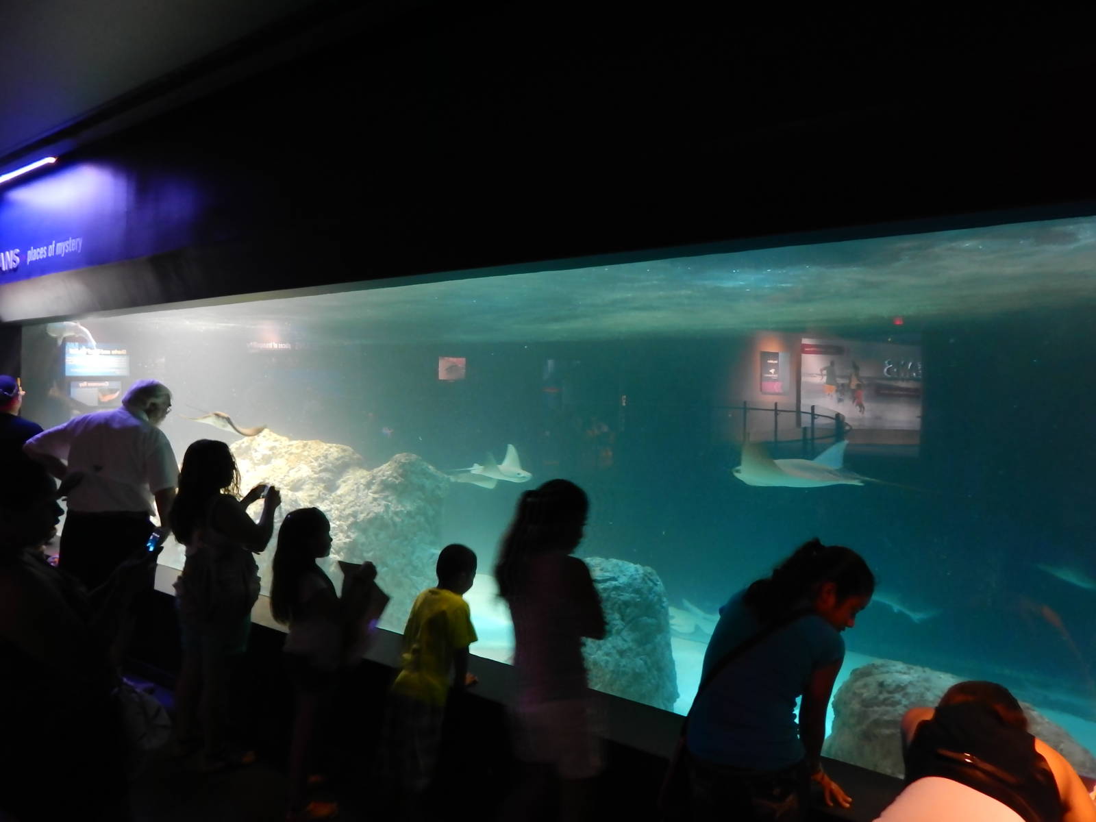 Jun. 2014 - Oceans - Smooth Dogfish + Cownose Ray + Wobbegong Shark + Emper