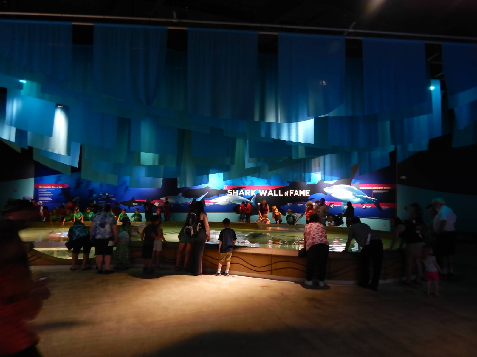 Jun. 2014 - Oceans - Smooth Dogfish Touch Pool Tank