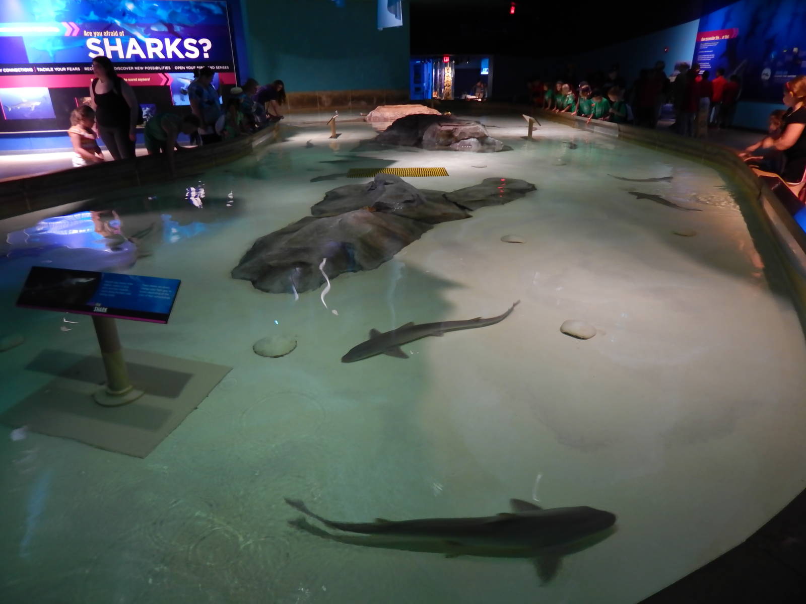 Jun. 2014 - Oceans - Smooth Dogfish Touch Pool Tank