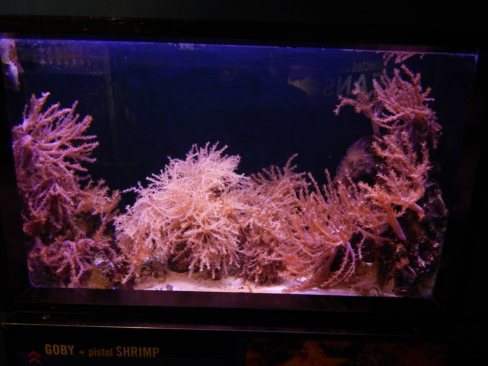 Jun. 2014 - Oceans - Yellow Prawn Goby + Pistol Shrimp Exhibit