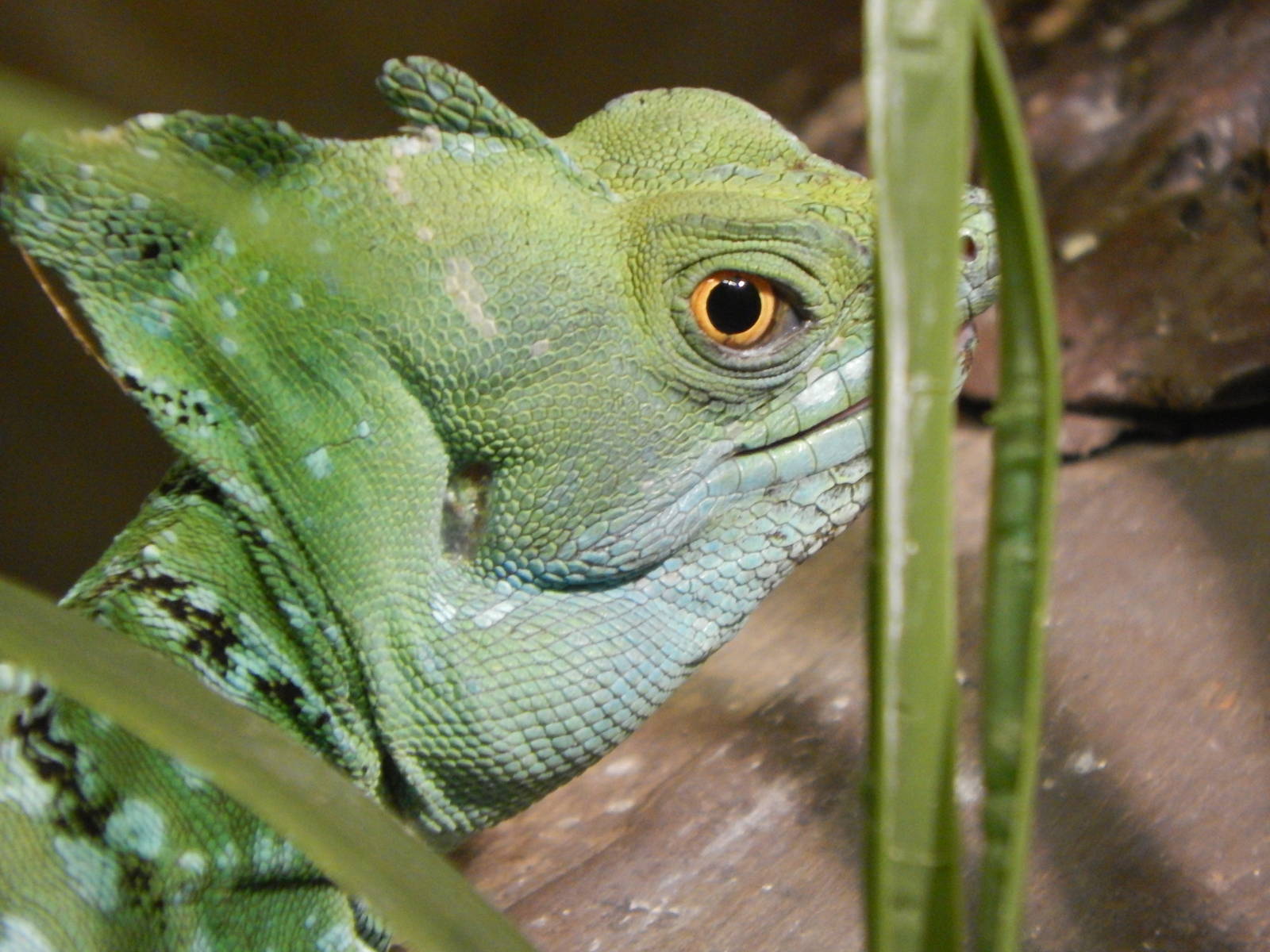 Jun. 2014 - Reptile and Aquatic Center - Plumed Basilisk