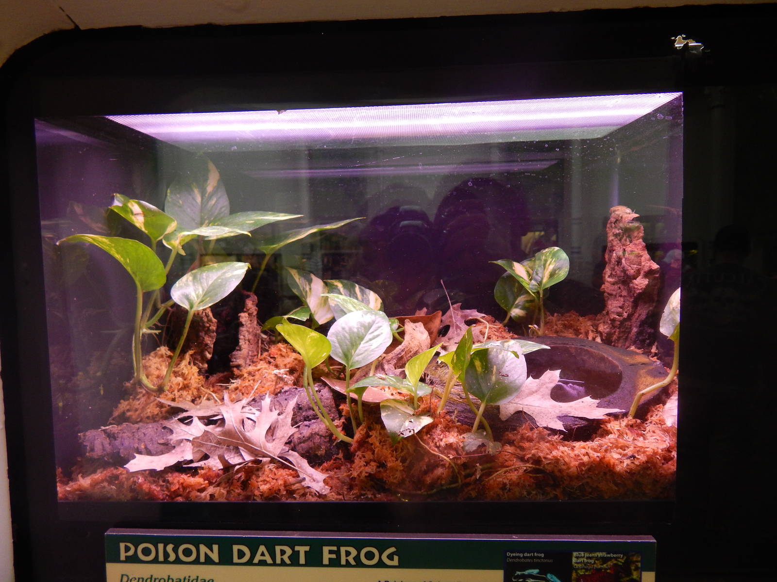 Jun. 2014 - Reptile House - New! 2014 - Poison Dart Frog Exhibit (4 Species