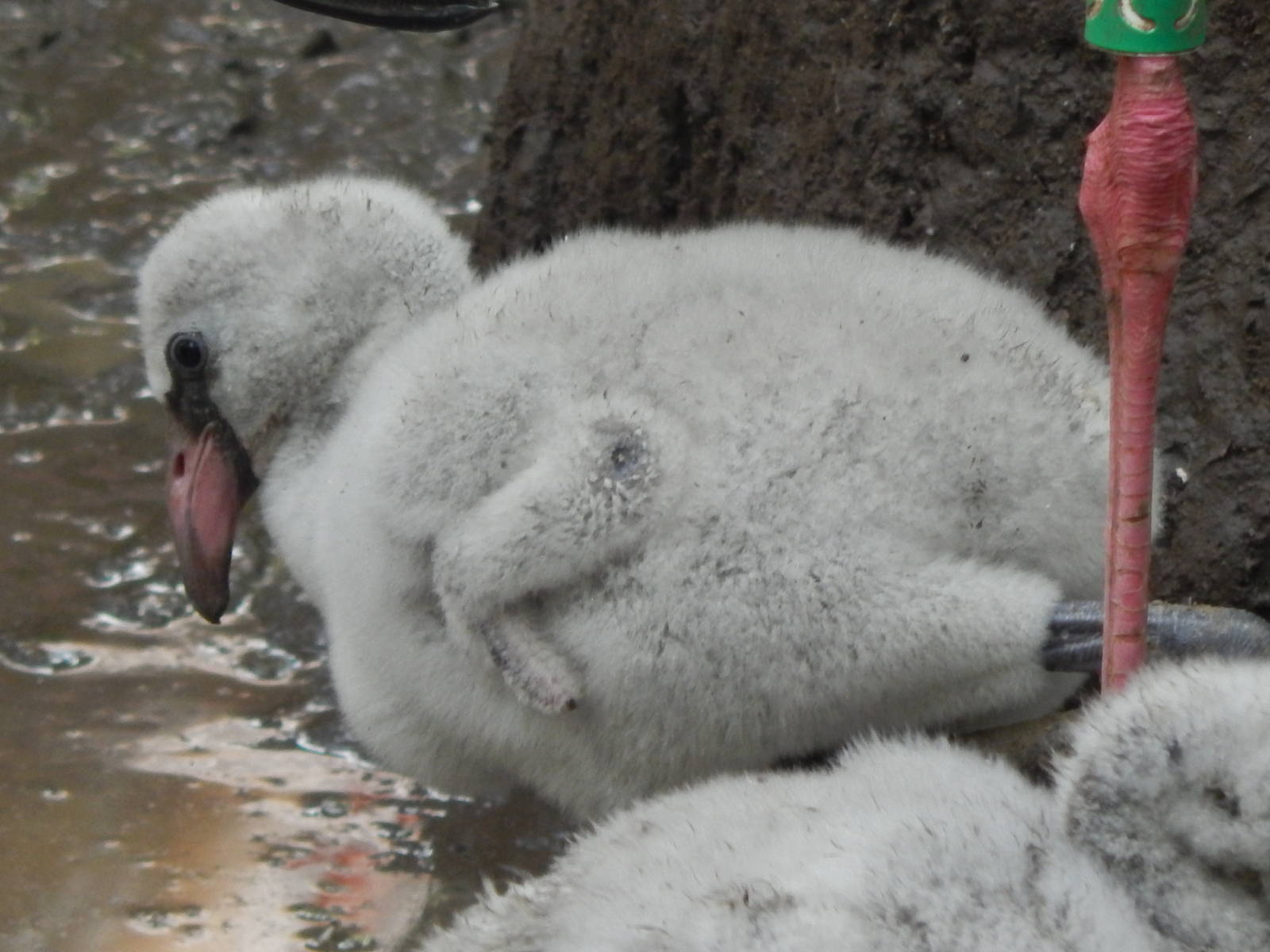 Jun. 2014 - Rhino Reserve - Greater Flamingo Chick
