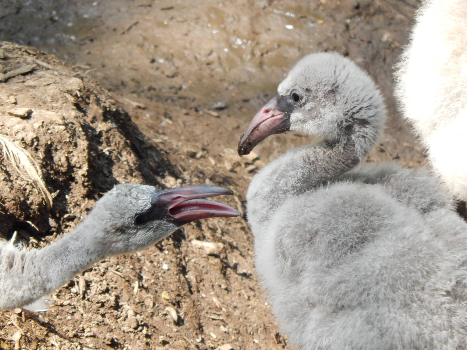 Jun. 2014 - Rhino Reserve - Greater Flamingo Chicks