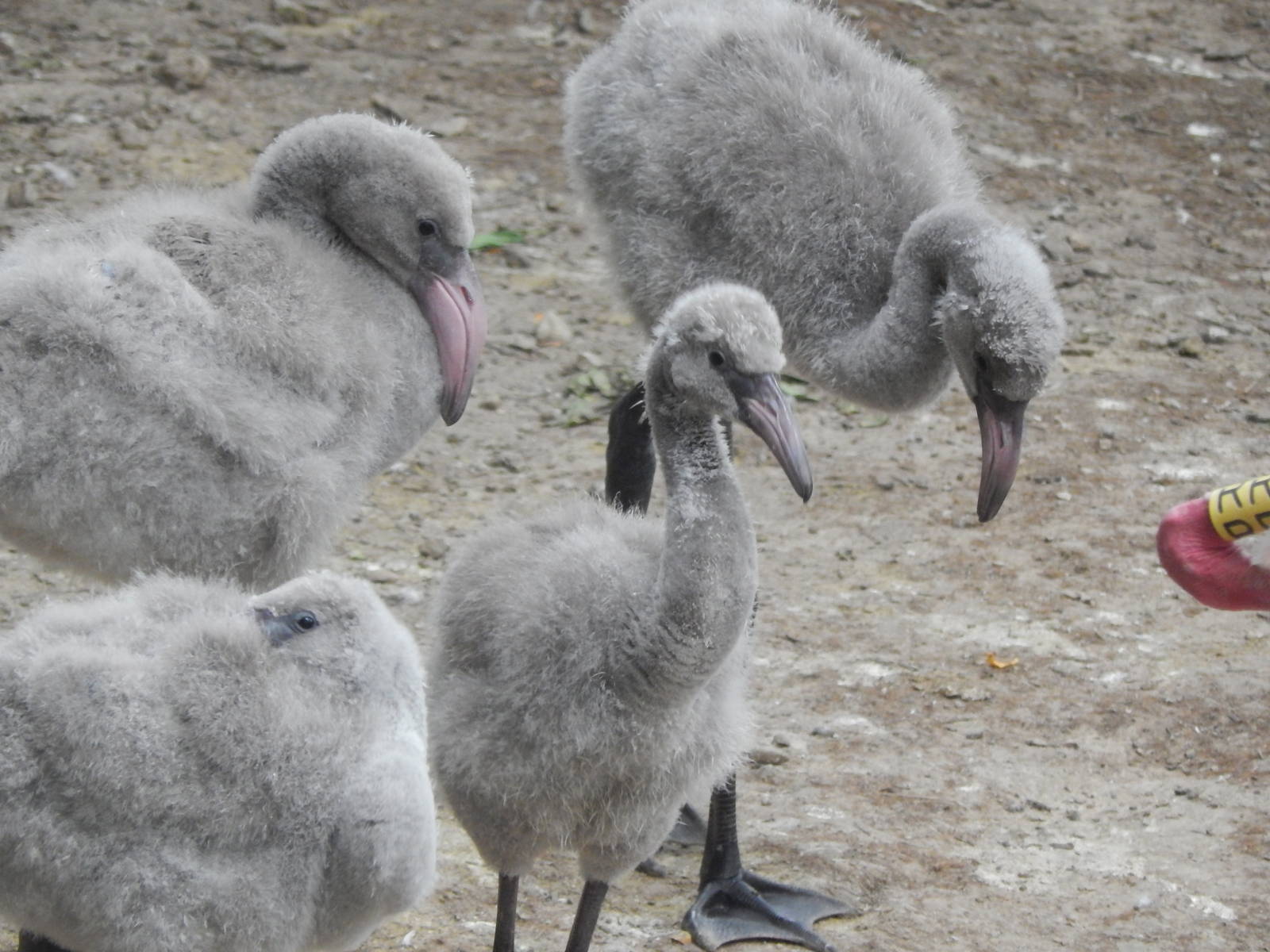 Jun. 2014 - Rhino Reserve - Greater Flamingo Chicks