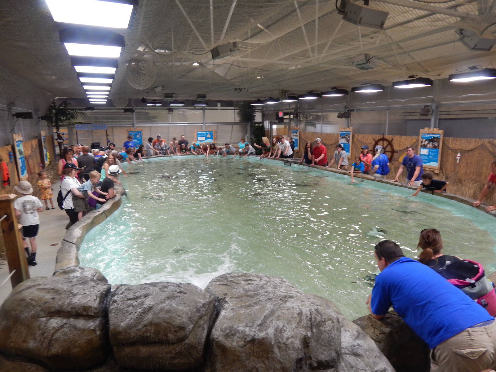 Jun. 2014 - Stingray and Shark Bay (6 Species)