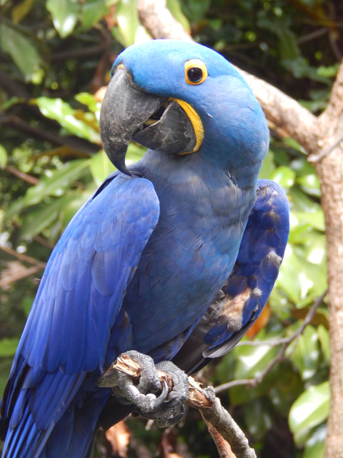 Jun. 2014 - Wings of the World - Hyacinth Macaw named Azul