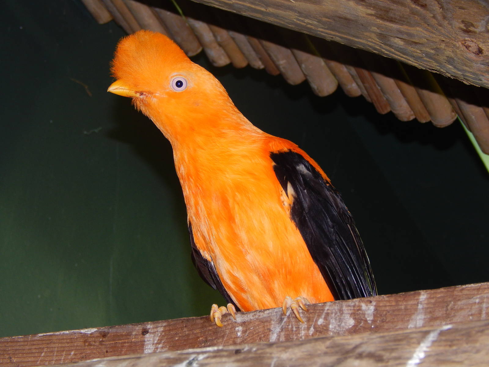 Jun. 2014 - Wings of the World - New Species 2014! - Andean Cock-of-the-Roc