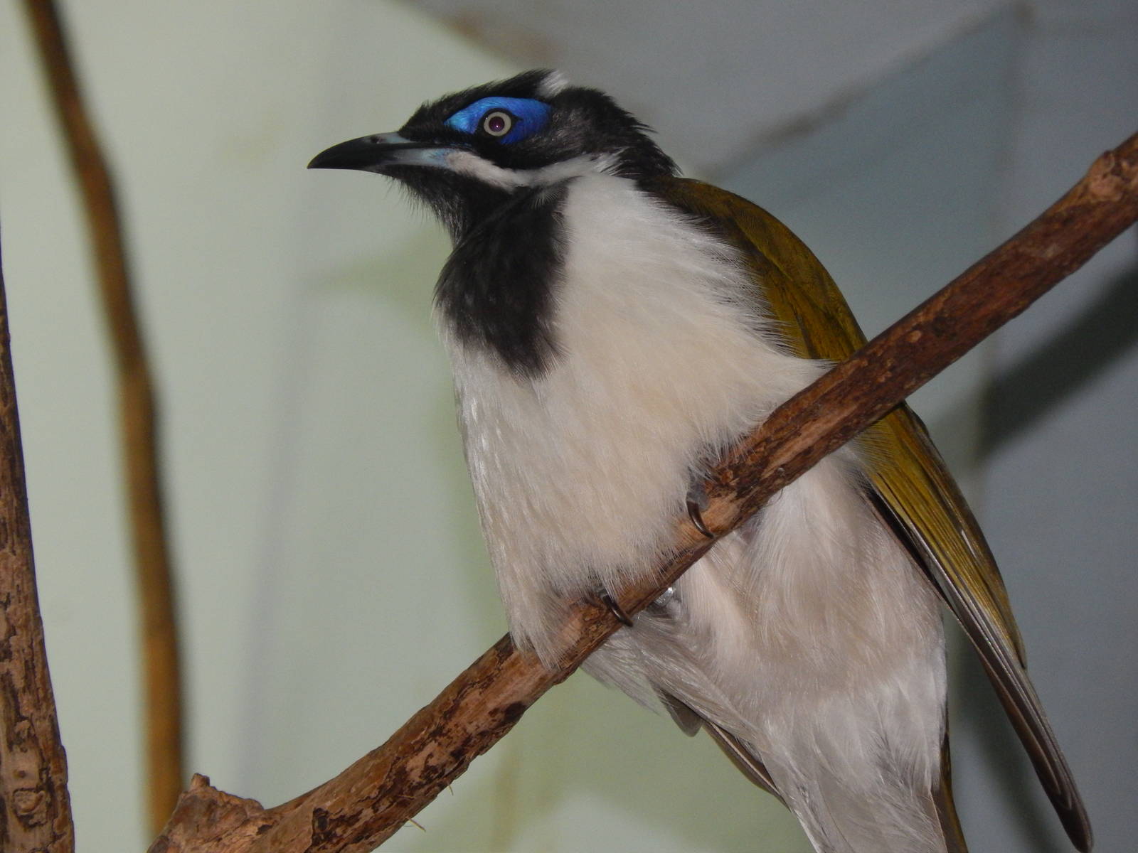 Jun. 2014 - Wings of the World - New Species 2014! - Blue-faced Honeyeater
