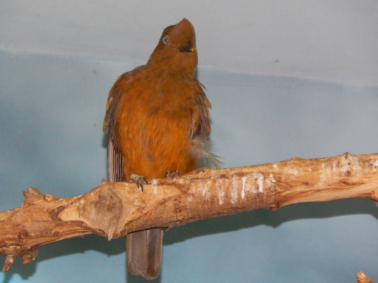 Jun. 2014 - Wings of the World - New Species 2014! - Female Andean Cock-of-