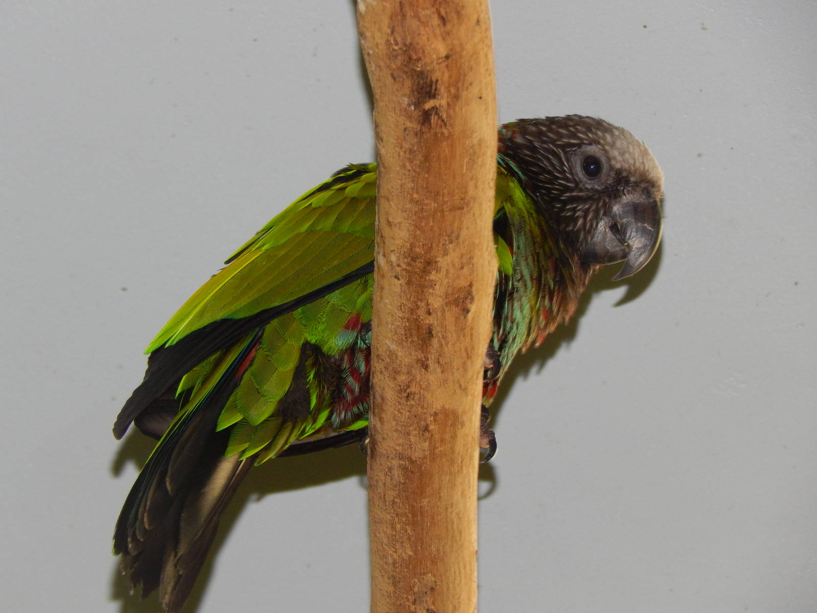 Jun. 2014 - Wings of the World - New Species 2014! - Hawk-headed Parrot