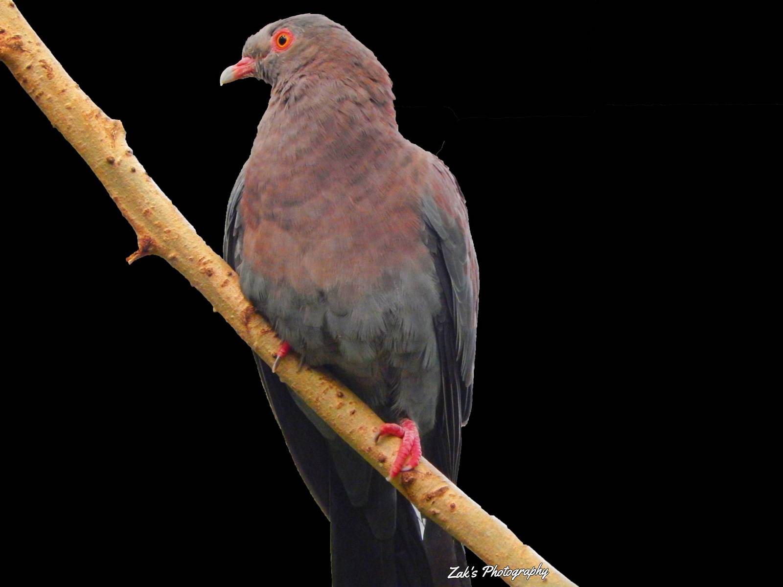 Jun. 2014 - Wings of the World - Peruvian Pigeon