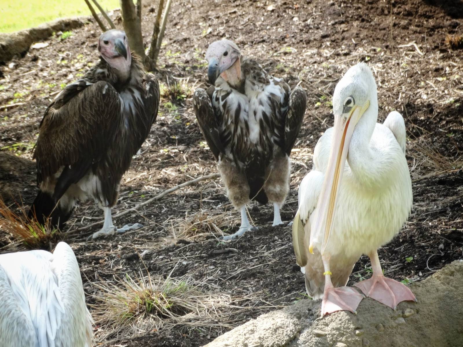 Jun. 2015 - Africa - Lappet-faced Vultures + Pink-backed Pelican